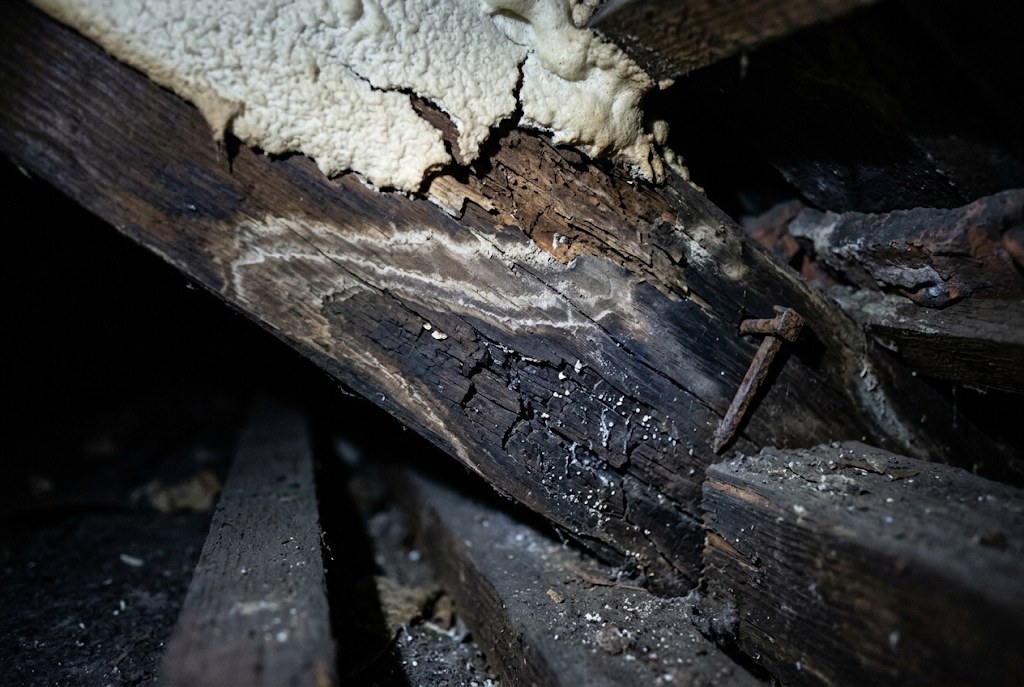 Damp or a musty loft